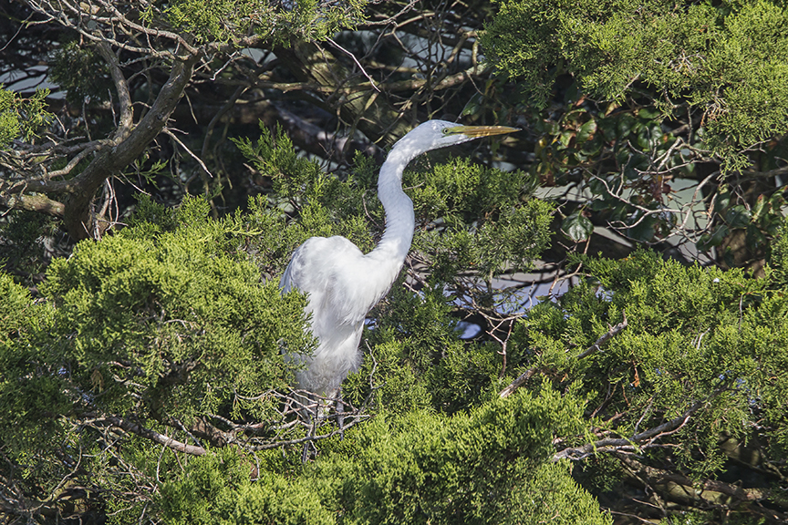 Great_Egret_v3_Brig_8_17_43G8809