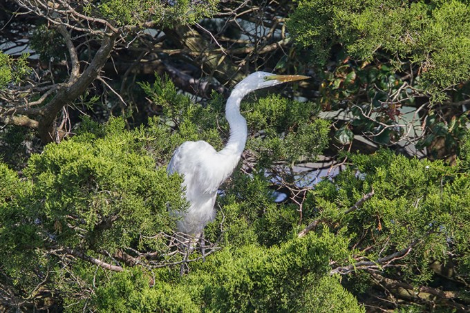 Great_Egret_v3_Brig_8_17_43G8809