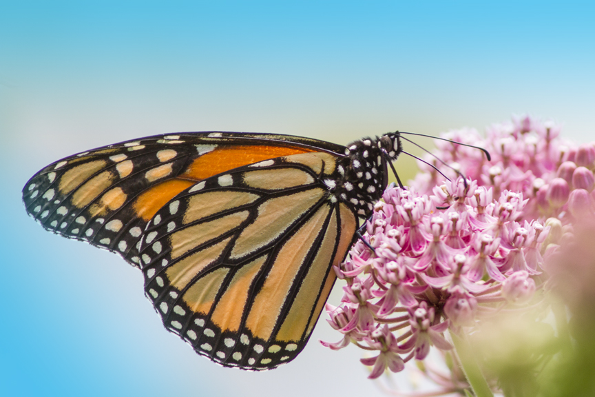 Monarch_DM_7_18_MG_3758