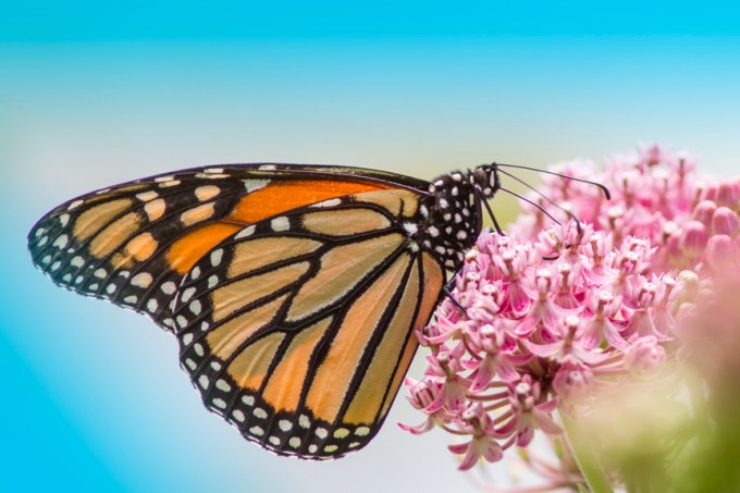 Monarch_DM_7_18_MG_3758