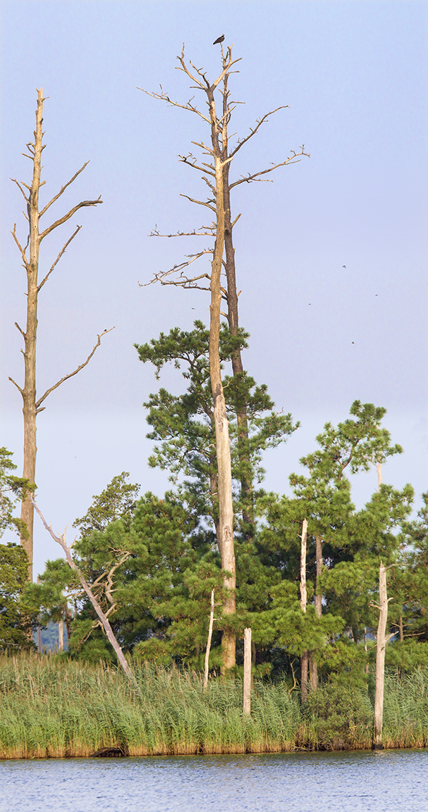 Osprey_TreeTop_4imgPano_v2_BWR_400mm_w1_4X