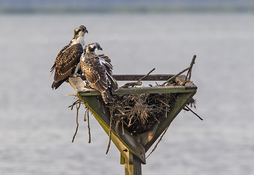 Osprey_v2_BWR_7_18_43G5760
