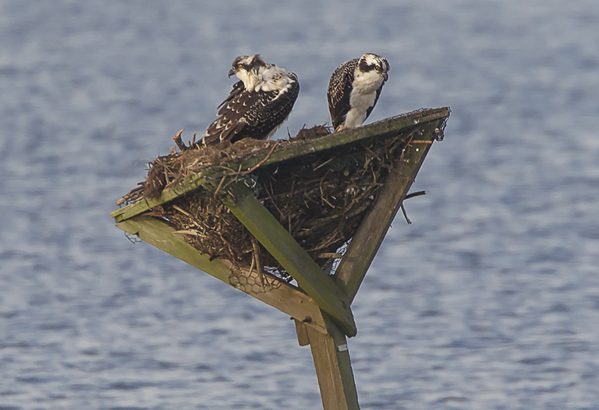Ospreys_on)Platform_v3_BWR_7_18_43G5990