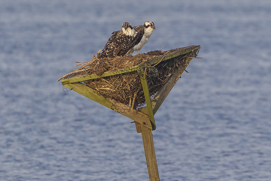 Ospreys_Platform_v4_BWR_7_18_43G5915