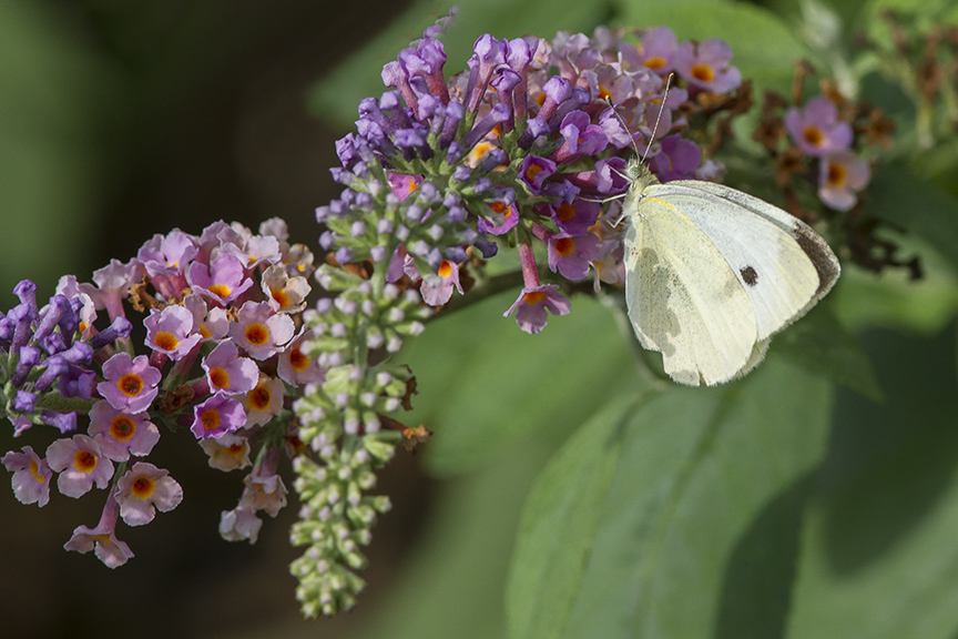 Cabbage_White_Butterfly_v3_DM_9_18_43G8035