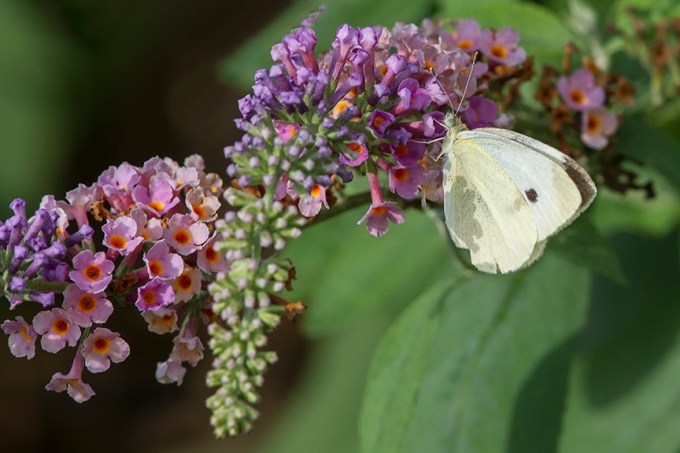 Cabbage_White_Butterfly_v3_DM_9_18_43G8035