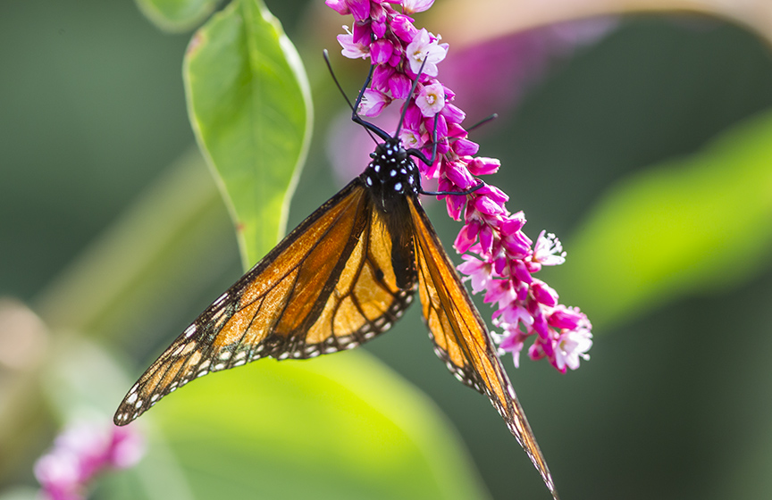 Monarch_v2_43G7762