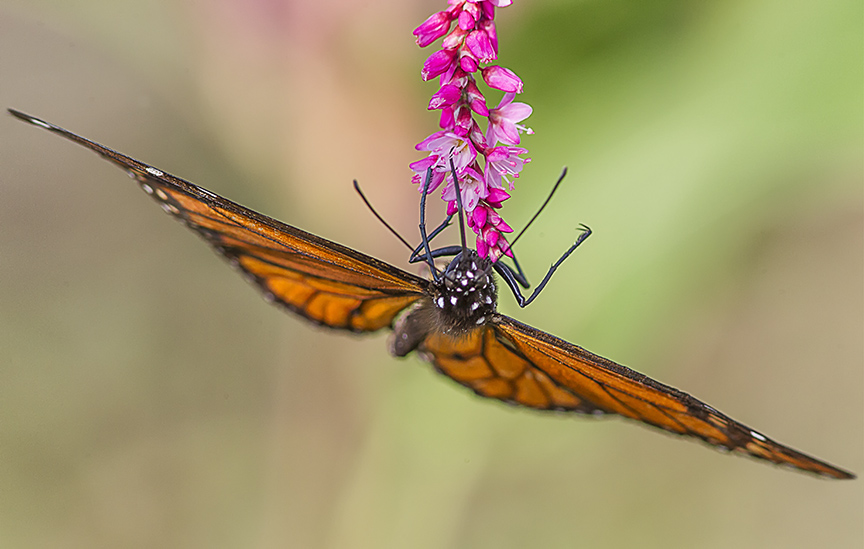 Monarch_v2_DM 9_2_18_43G7794