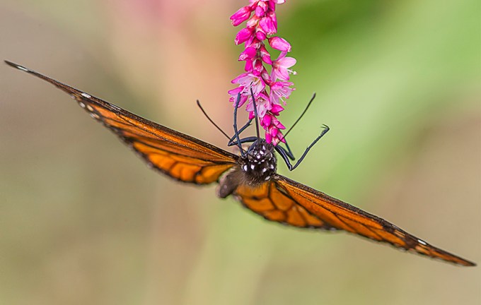 Monarch_v2_DM 9_2_18_43G7794