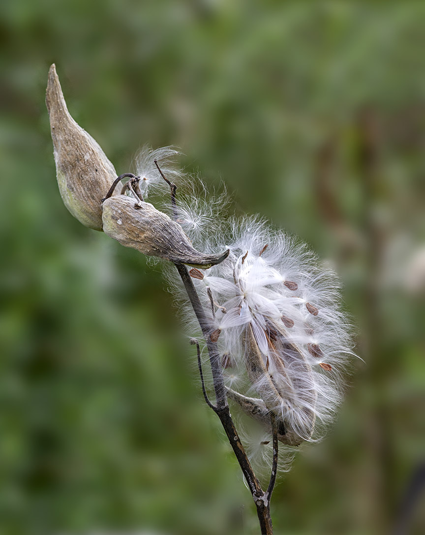 DM_Fall_Color v6_43G9088