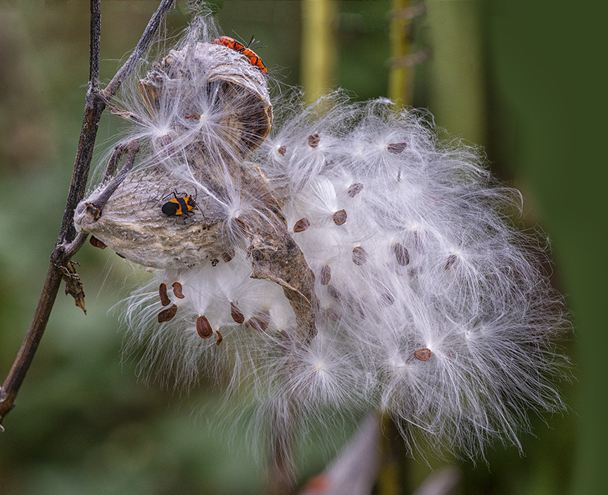 DM_Fall_Milkweed_v1_43G9231 2sht_Pan