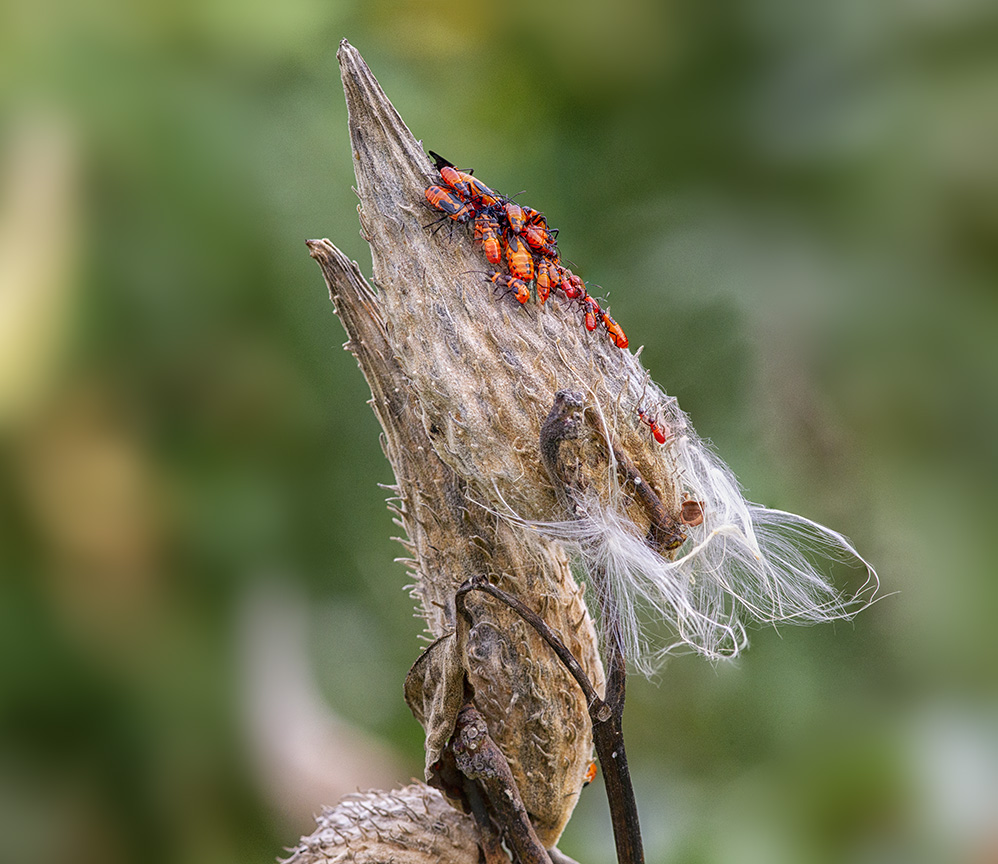 DM_Fall_Milkweed_v1_43G9236