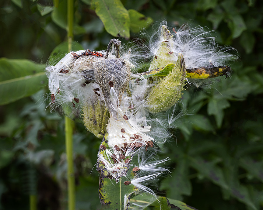 DM_Fall_Milkweed_v1_5img_