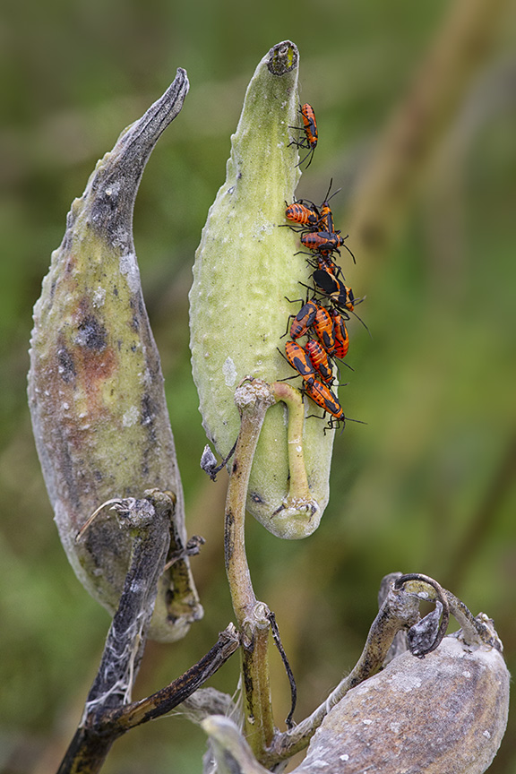 DM_Fall_Milkweed_v2_43G9171