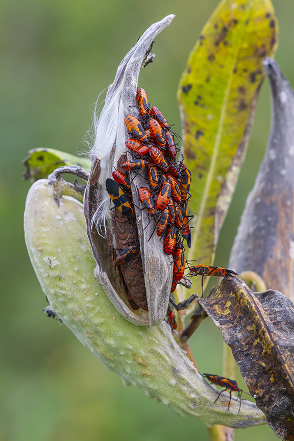 DM_FALL_Milkweed_v2_43G9202