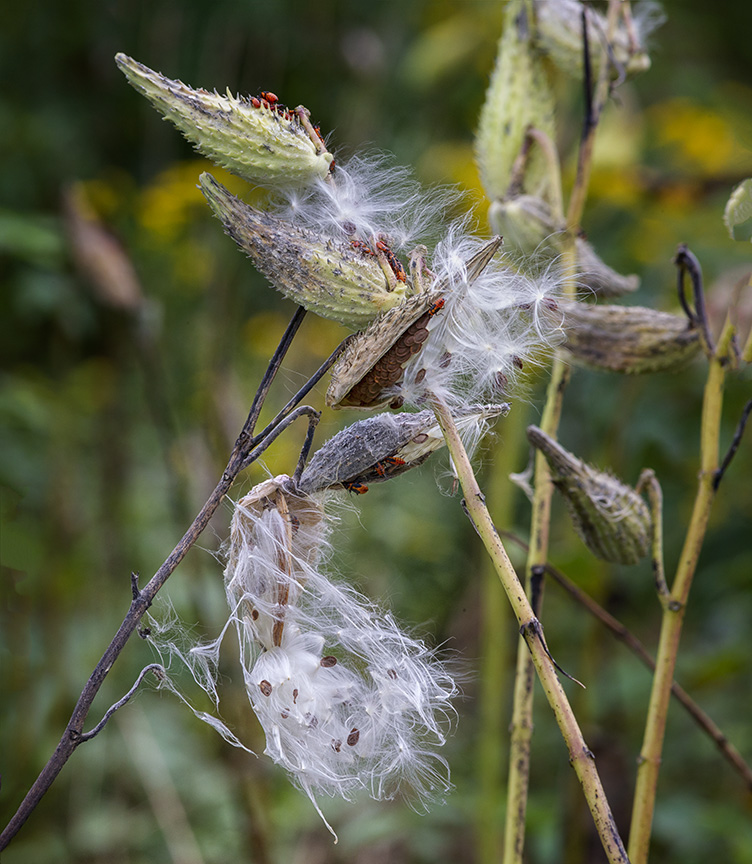 DM_Fall_Milkweed_v2_43G9247