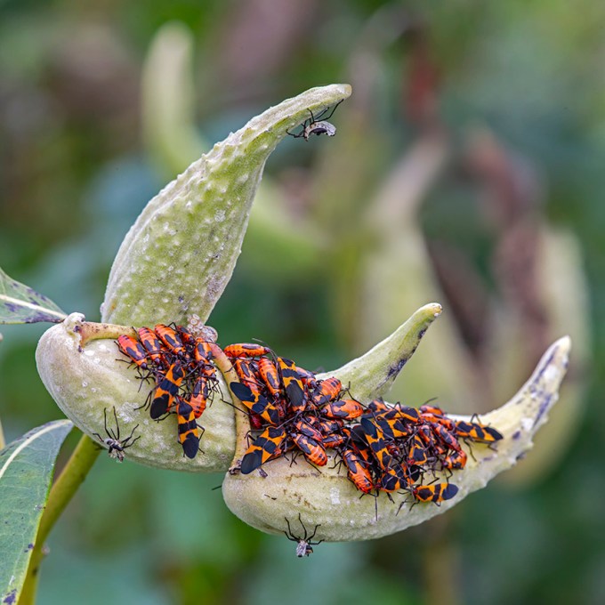 DM_Fall_Milkweed_v3_43G9217