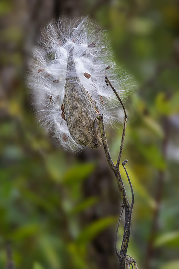 DM_Fall_Mlkweed_v2_43G9293