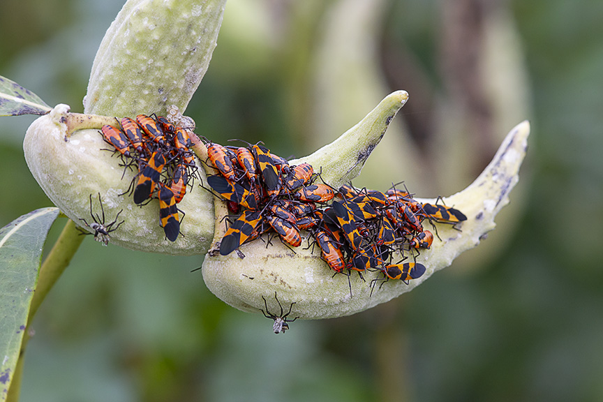 DM_Milkweed_v2_43G9221