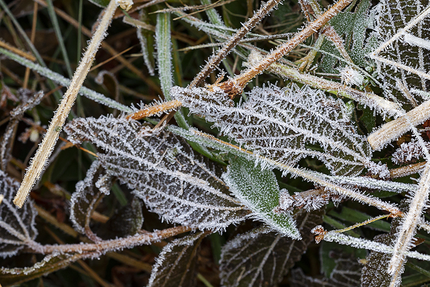 Hoar_Frost_v1_DM_43G9799