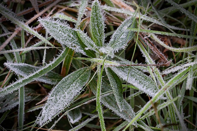 Hoar_Frost_v1_DM_43G9824