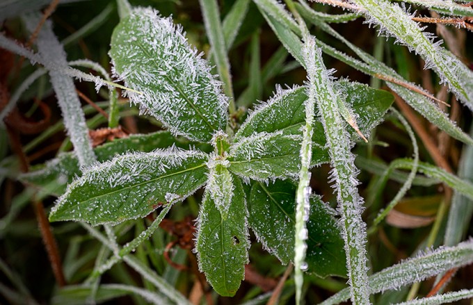 Hoar_Frost_v1_DM_43G9845