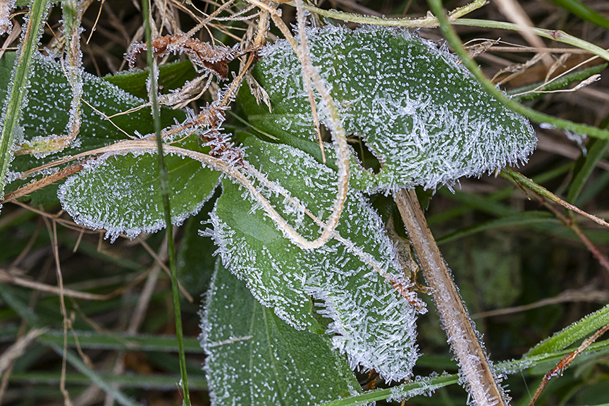 Hoar_Frost_v2_DM_43G9792