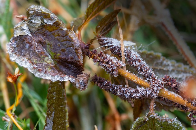 Hoar_Frost_v2_DM_43G9807