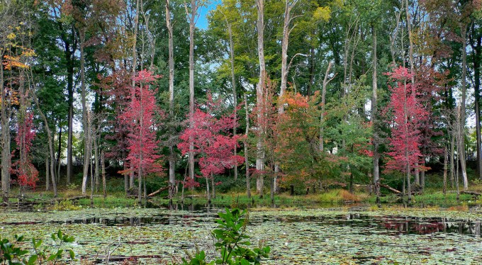 Pondscape_v2_P1060548