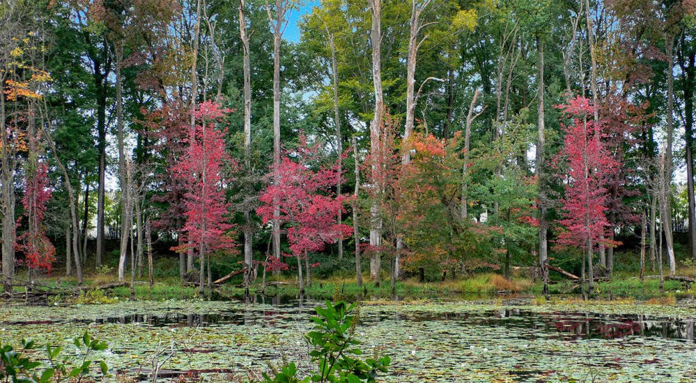 Pondscape_v2_P1060548
