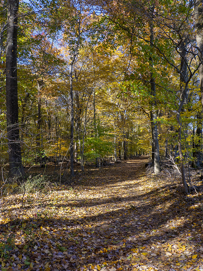 DM_11_18_walk_1450667