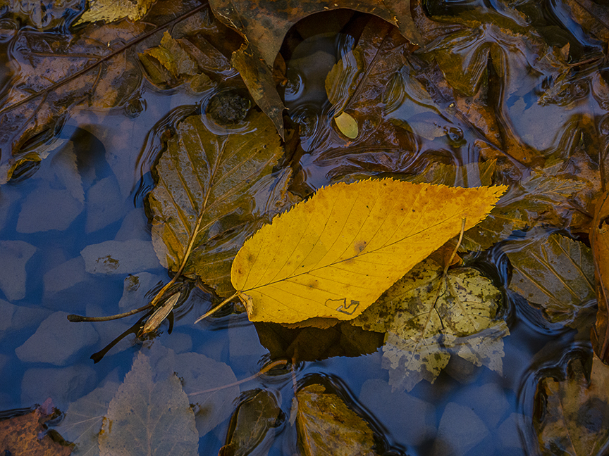 DM_Fall_Leaves_1450789