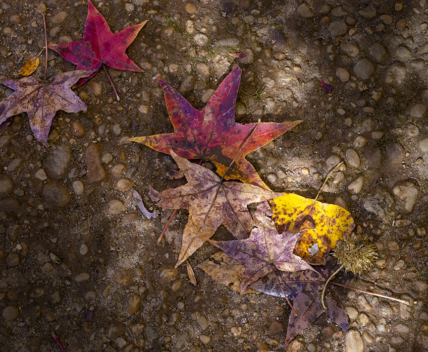 DM_Fall_leaves_woods_v2_1450755