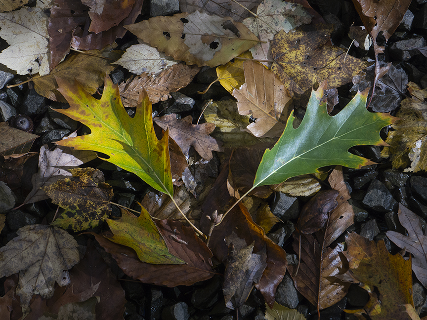 DM_Leaves_v1_1450783