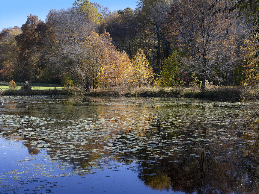 DM_Pond_11_18_v1_1450894