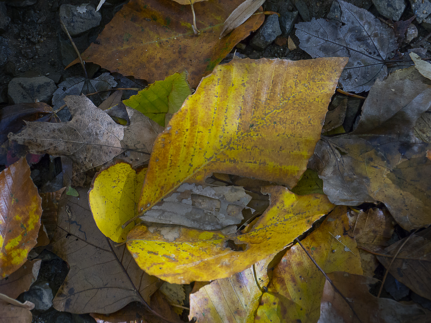 DM_Walk_Leaves_v2_1450780