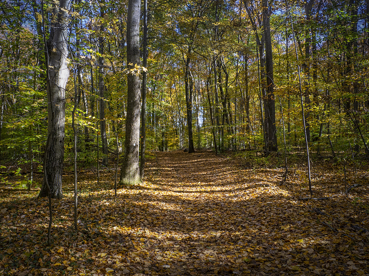 DM_WALK_PATH_v1_1450777