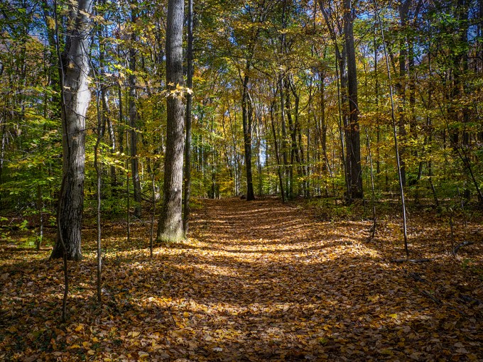 DM_WALK_PATH_v1_1450777