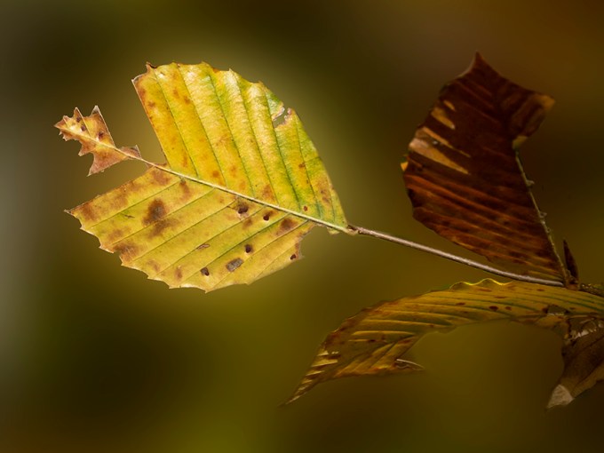 DM_Weathered Leaf_v3_11_18_1450725