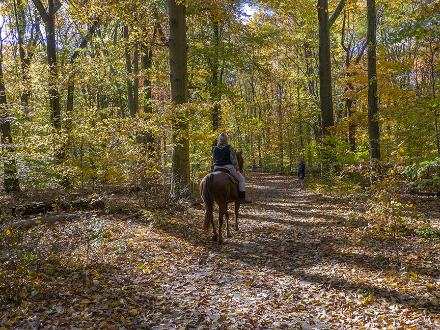 DM_WW_v1_Rider_1450680