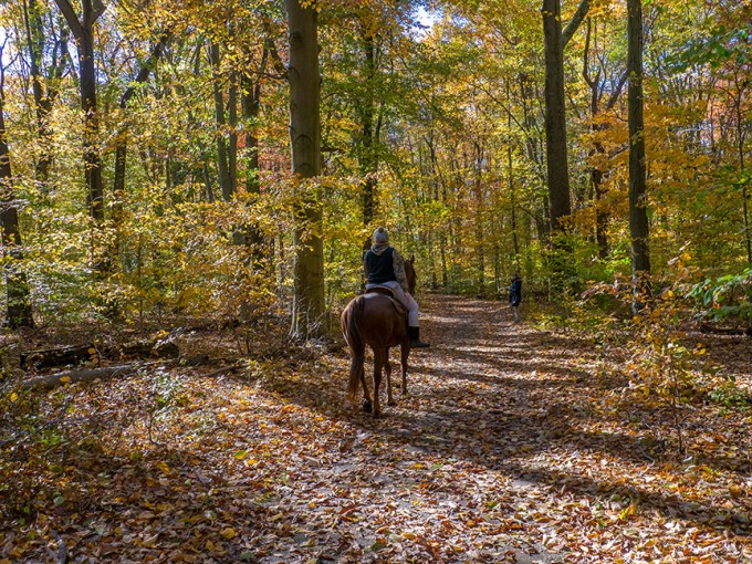 DM_WW_v1_Rider_1450680