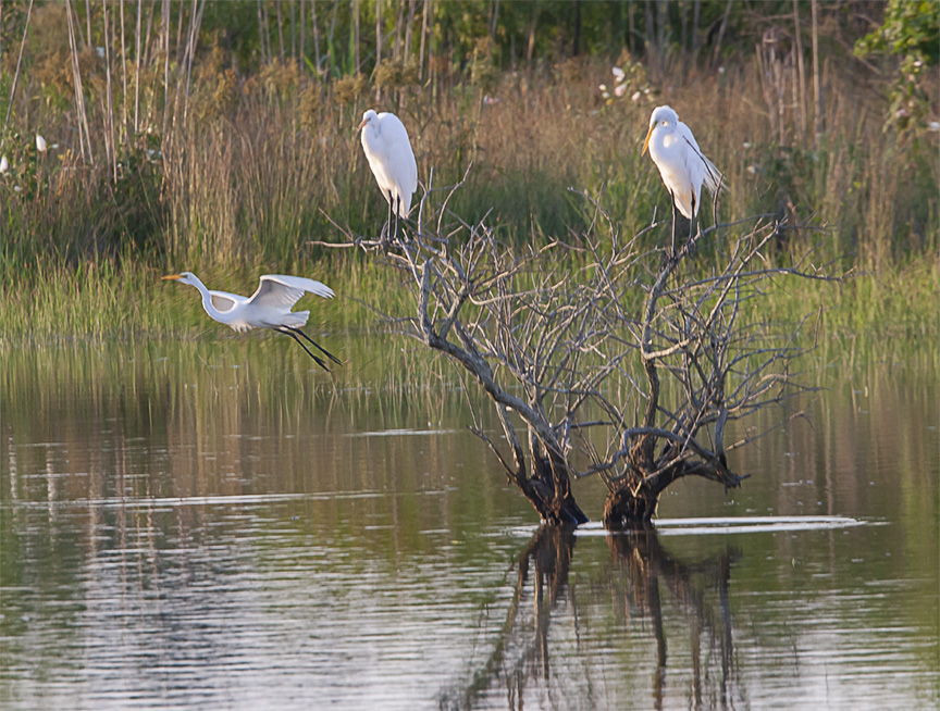 Egrets_v1_BWR