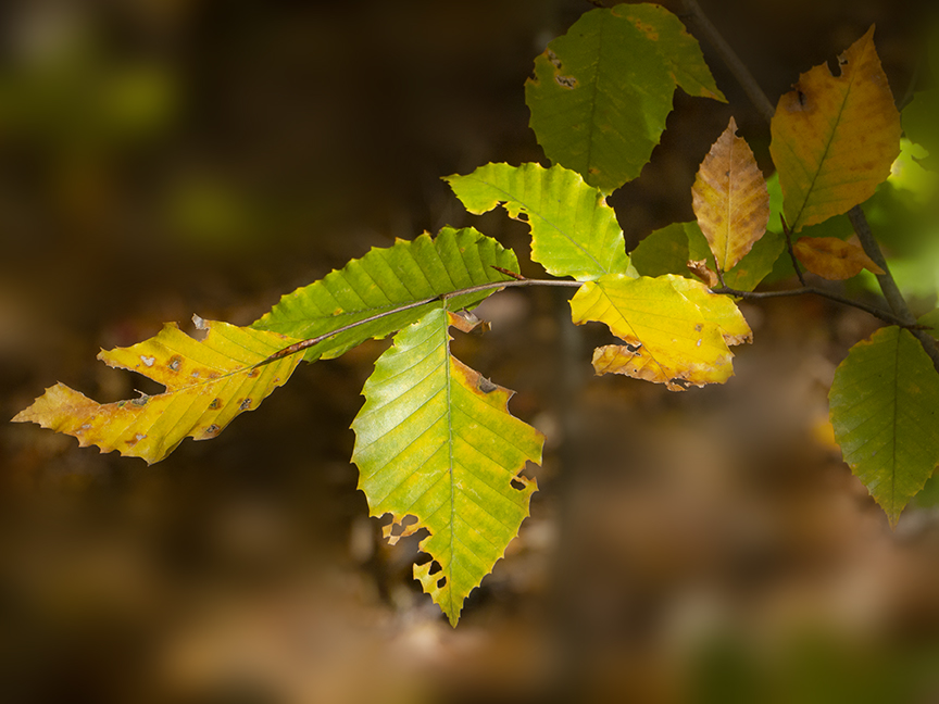 Fall_leaves_v1_1450717
