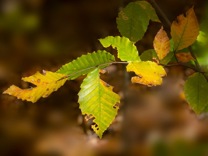 Fall_leaves_v1_1450717
