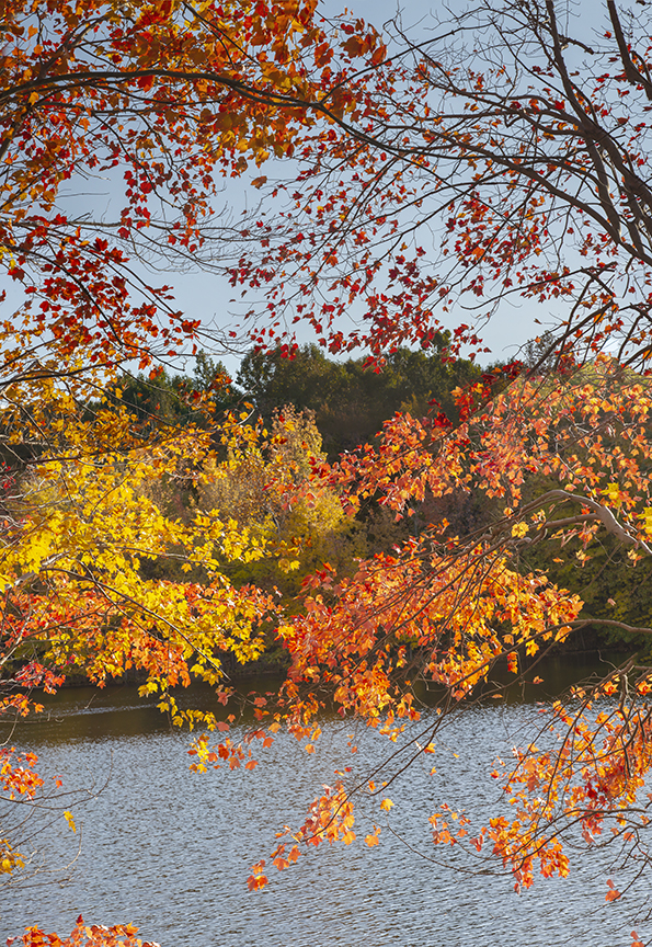 PP_Leaves_4img_400mm_v1