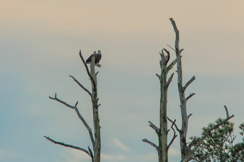 bald_eagles_pm_bwr_800mm_v1_43g2734-2
