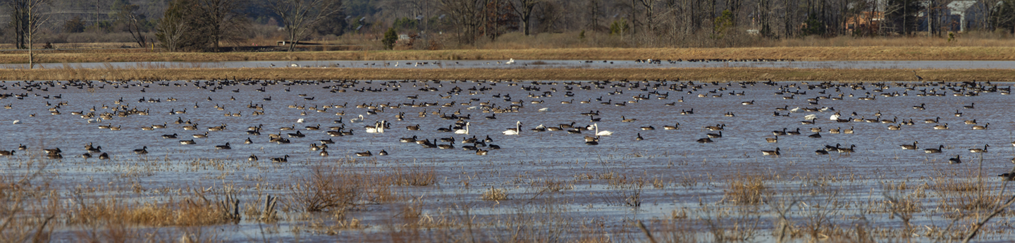 bwr_pano_4img_v1_12_18_400mm_1_4_telx