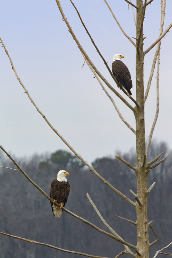 _eagles_tree_v2_bwr 12_18_400mm_1_4x_43g4213