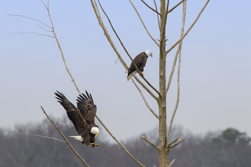 eagles_tree_v2_bwr_12_18_tc_43g4153