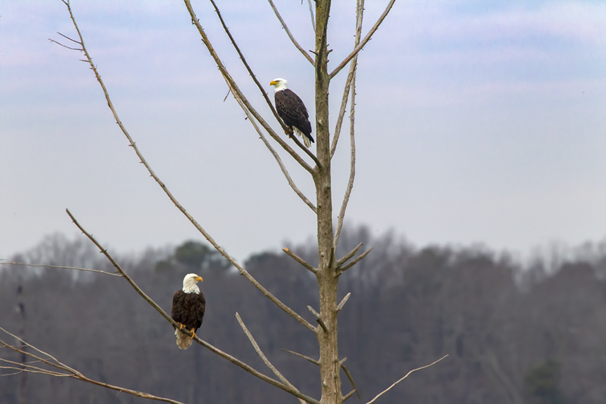 _eagles_v3_bwr_12_18_800mm_43g4182